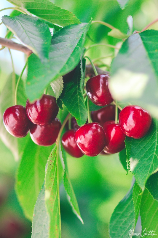 2_fruits.jpg