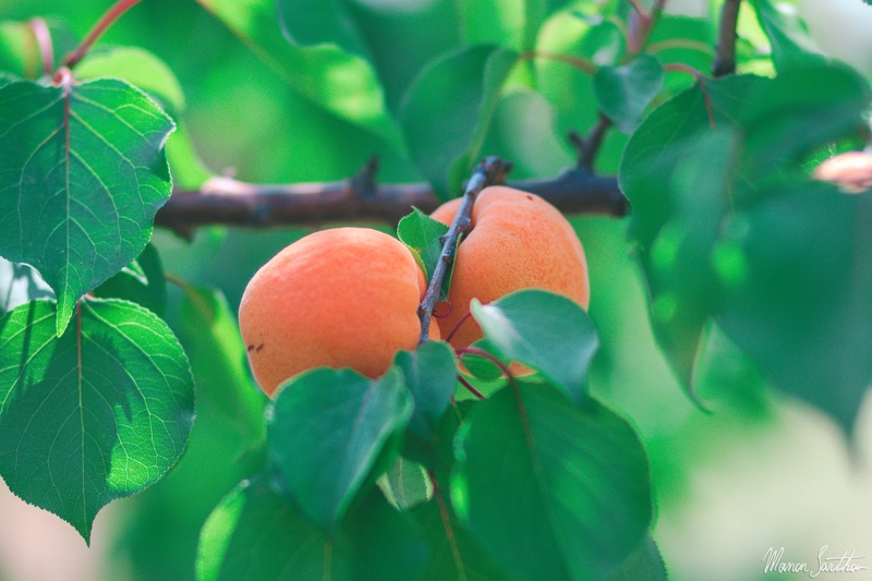 8_fruits.jpg