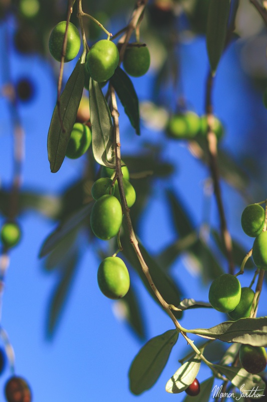 3_olives.jpg