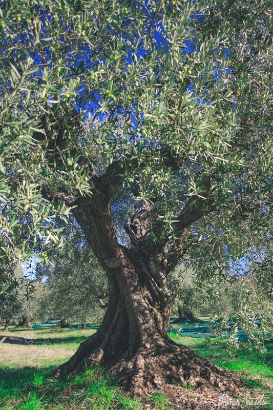 4_olives.jpg