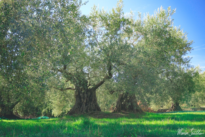 5_olives.jpg