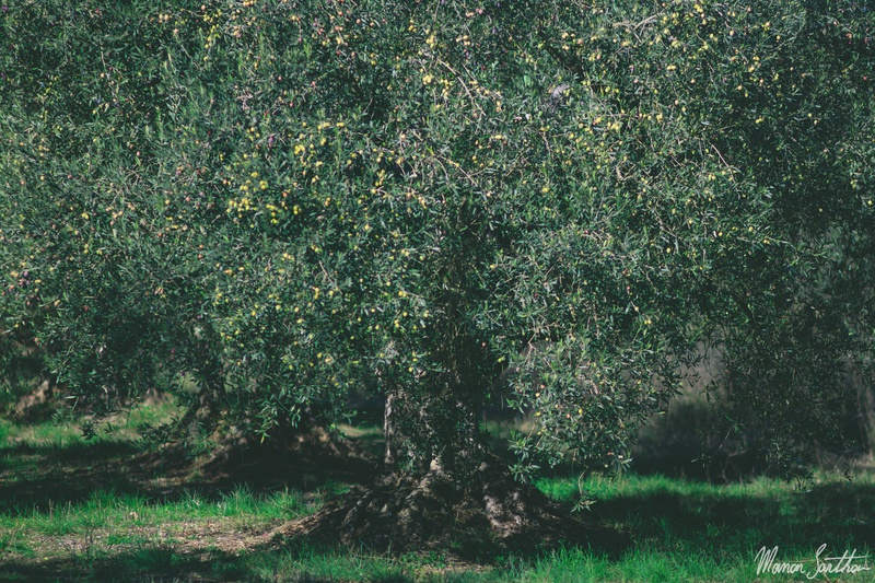 7_olives.jpg